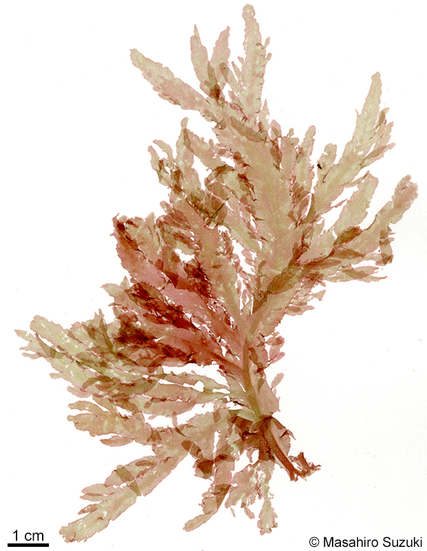 ヒゲムラサキ Yoshidaphycus ciliatus